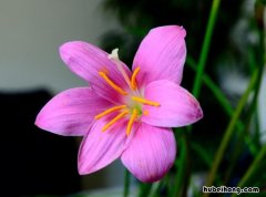 韭菜莲什么时候分盆好 韭菜莲什么时候换土