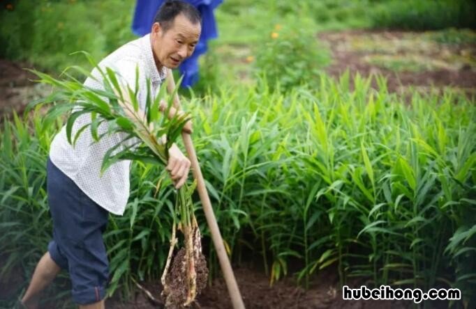 姜香味的制作 香辣姜的腌制方法