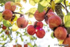 樟脑丸在农业上的应用 樟脑树果实图片