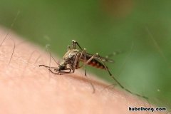 蚊子咬后留下黑疤怎么去除 排名第一的灭蚊方法