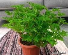 驱蚊草耐冻吗多少度 驱蚊草耐冻吗冬天