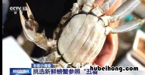 怎么选膏蟹 螃蟹怎么选有膏的还是无膏