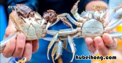 怎么选膏蟹 螃蟹怎么选有膏的还是无膏
