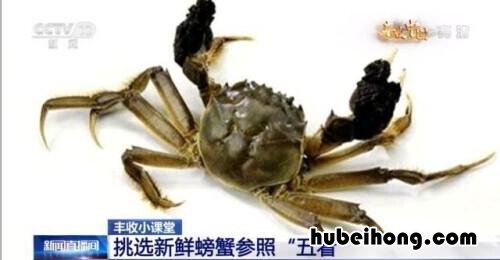 怎么选膏蟹 螃蟹怎么选有膏的还是无膏
