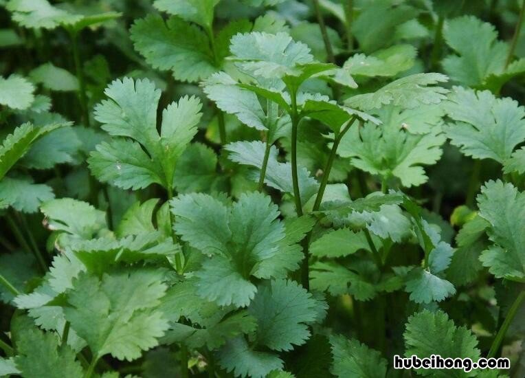 夏季高温香菜怎么种植容易发芽 香菜耐低温