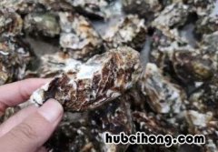 买生蚝的时候怎么挑选 买生蚝怎么挑