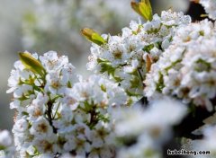 千树万树梨花开的上一句是什么 千树万树梨花开的前面一句是什么