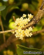 桂花可以冷藏吗 桂花放在冰箱里可以保持香味嘛