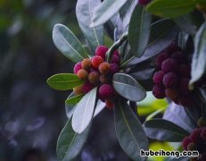 杨梅怎么洗掉 怎样洗杨梅能去掉小虫子