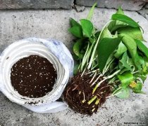 花朵如何换盆换土视频 花朵如何换盆换土方法