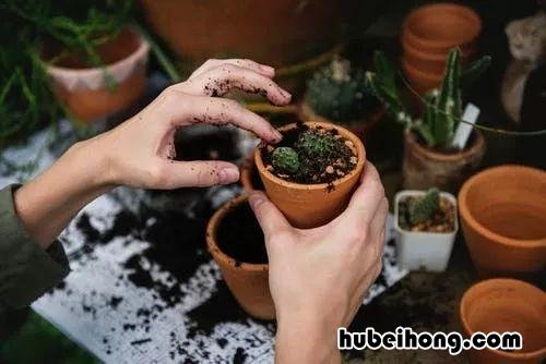 花养的不好预示什么 养花人的通病