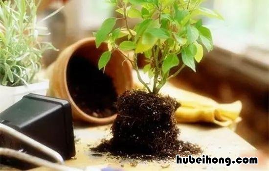 花养的不好预示什么 养花人的通病