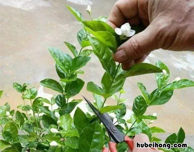 花养的不好预示什么 养花人的通病