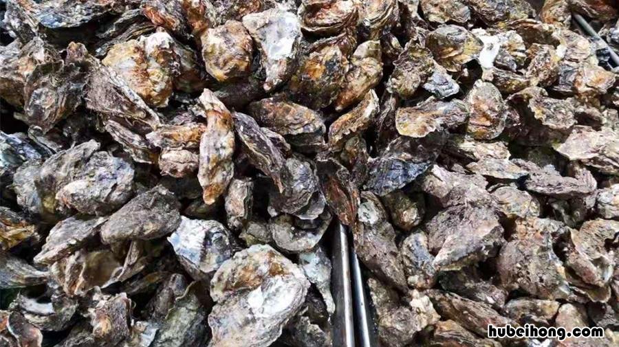 海蛎子存放七八天还能吃吗 海蛎子放久了会中毒吗