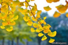 古诗《村居》的作者是谁 村居古诗作者是谁人写的