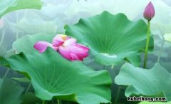 古诗《荷花》是什么体裁 荷花那首诗
