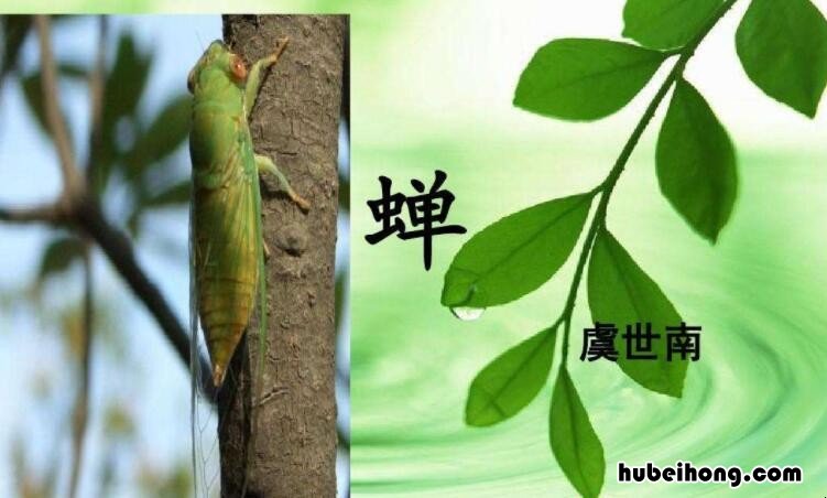 古诗《蝉》属于体裁什么的诗 蝉是什么体裁的诗人