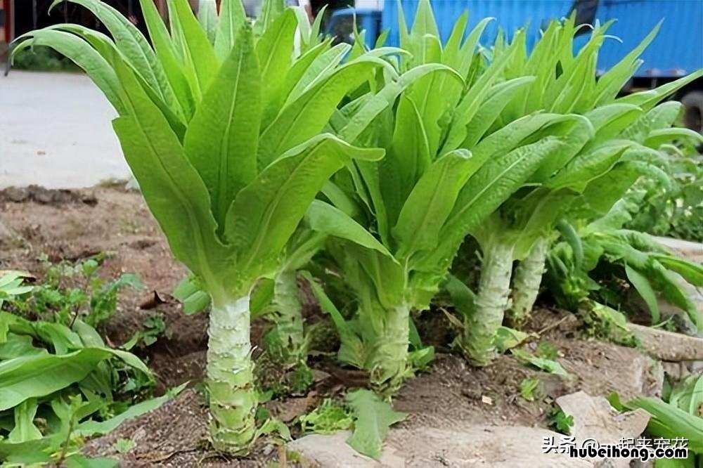 适合春天种植的蔬菜水果 适合春天种植的蔬菜瓜果有哪些