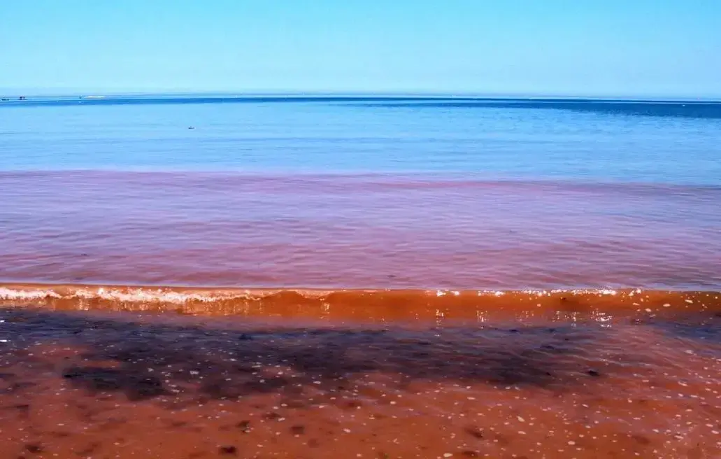 海虹是否有毒性 海虹有毒怎么回事