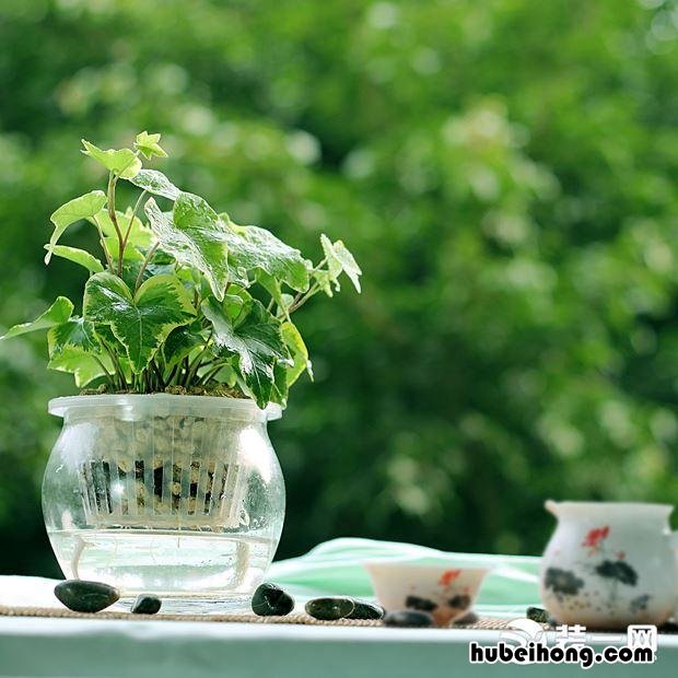 去甲醛植物大全 十大去甲醛植物