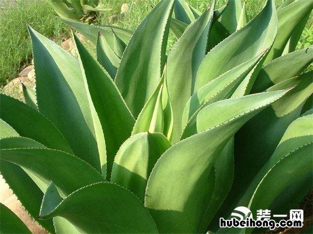 去甲醛植物大全 十大去甲醛植物