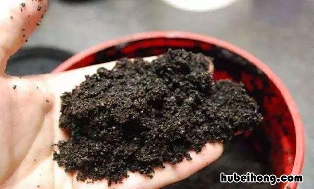 喝剩的茶叶渣应该放入哪个垃圾 喝剩的茶叶渣可以浇花吗视频讲解