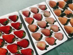 草莓怎么选品种 草莓怎么选好吃