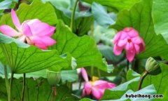 四面荷花三面柳的下一句是什么 四面荷花三面柳后面一句是啥