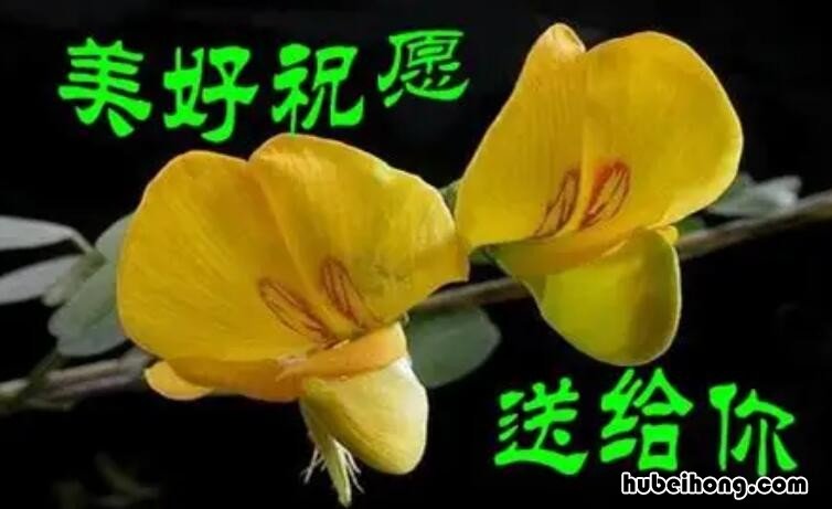 回谢别人的祝福语有哪些 回谢别人的祝福词语