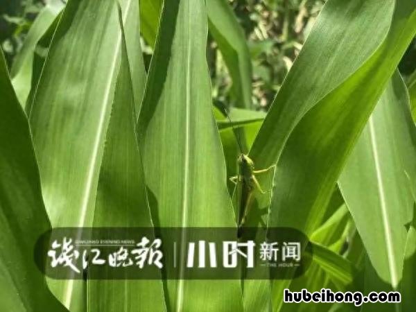 夏天顶楼没有空调怎么办视频 夏天住顶楼没空调怎么办