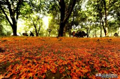 桂花采收技巧 桂花采集时间