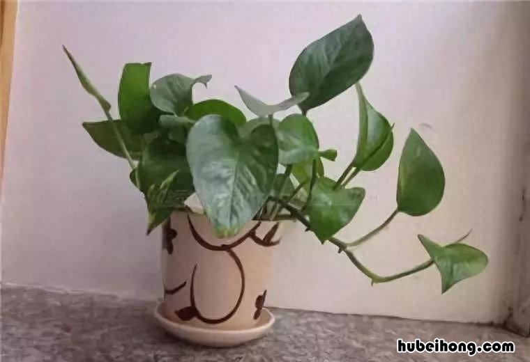 洗发乳的作用是什么 洗发乳使用方法