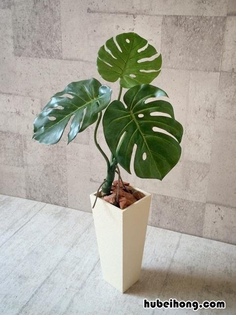 预防霉菌及其毒素的措施有哪些 如何预防霉菌毒素