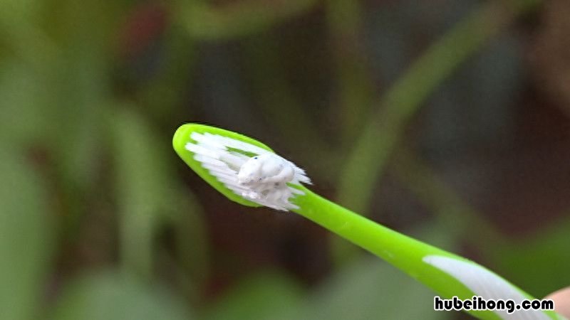 牙膏妙用小窍门50则 牙膏的小妙用