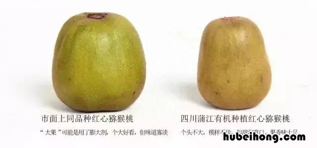 猕猴桃怎么选是不是不好的 猕猴桃该怎么选
