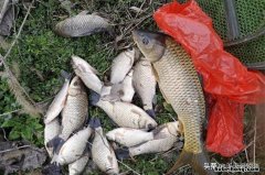 野钓浮漂的选择原则 野钓浮漂推荐