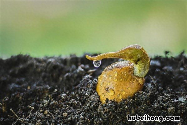 山竹的种植条件与技术要点是什么 山竹的种植条件与技术要点有哪些