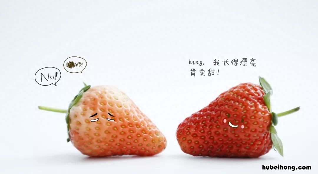 草莓品种选育 草莓的挑选