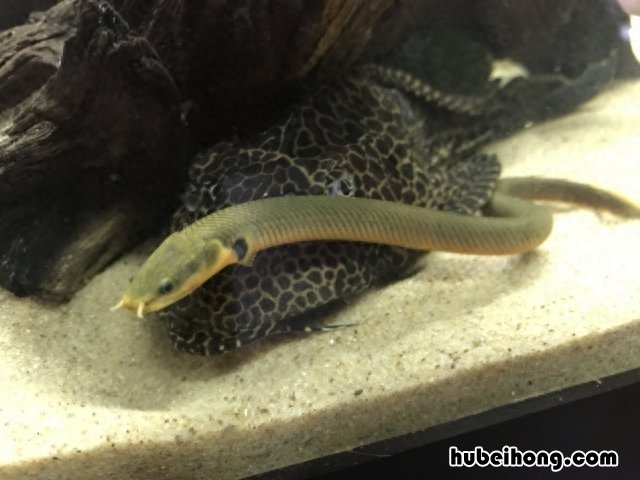 观赏鳗鱼品种 海缸养鳗鱼