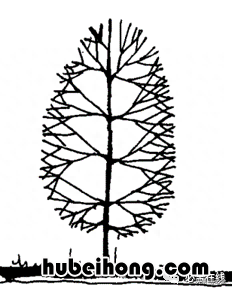 各种树苗 树苗种类名图片大全