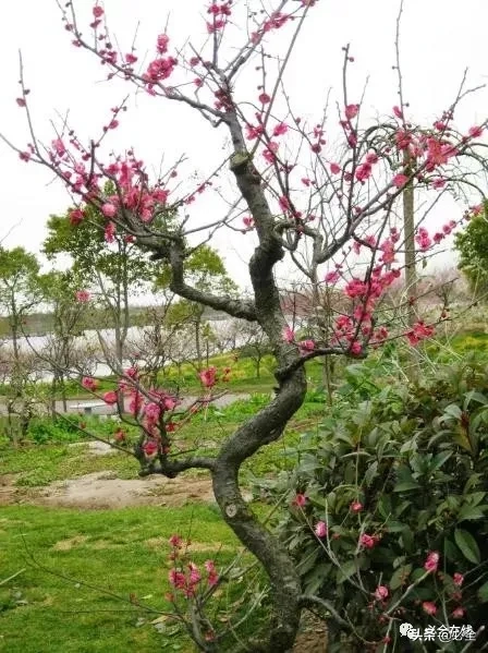 各种树苗 树苗种类名图片大全