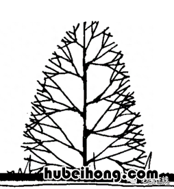 各种树苗 树苗种类名图片大全