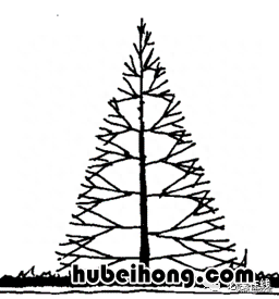 各种树苗 树苗种类名图片大全