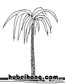 各种树苗 树苗种类名图片大全