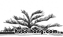 各种树苗 树苗种类名图片大全