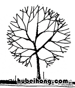 各种树苗 树苗种类名图片大全