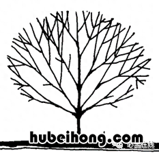 各种树苗 树苗种类名图片大全