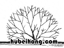 各种树苗 树苗种类名图片大全