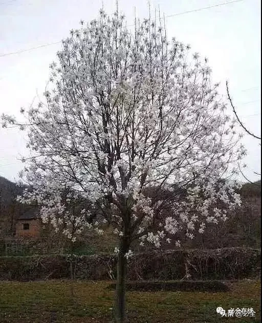 各种树苗 树苗种类名图片大全