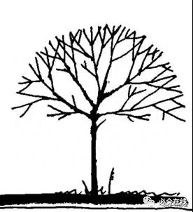 各种树苗 树苗种类名图片大全